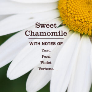Sweet Chamomile 3-in-1 Dog Shampoo - Image 3
