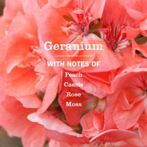 Alternative view of Geranium Liquid Hand Soap & Refill Set