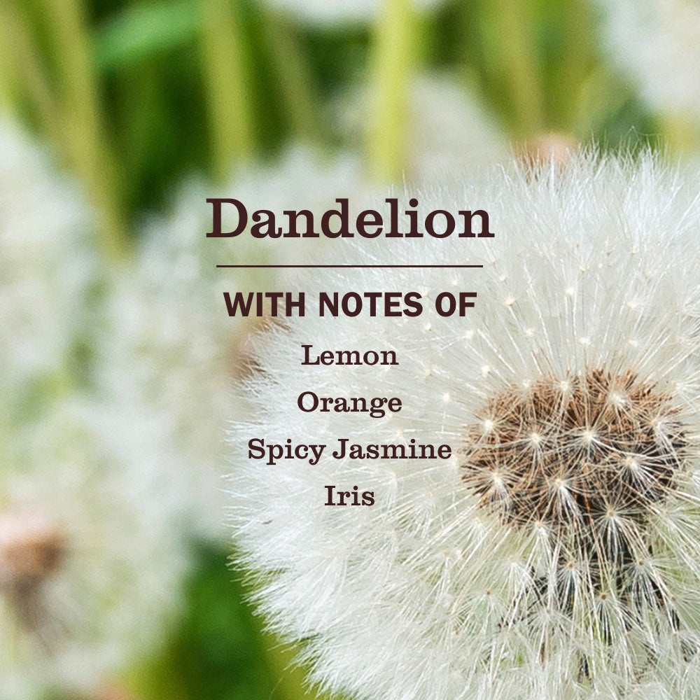 Dandelion Multi-Surface Everyday Cleaner 3-count Bundle - Image 4