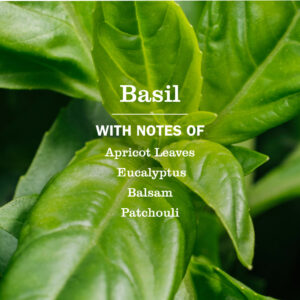 Basil Multi-Surface Concentrate - Image 4